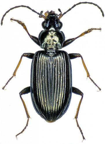 Réf. 219 864 : Bembidion ascendens